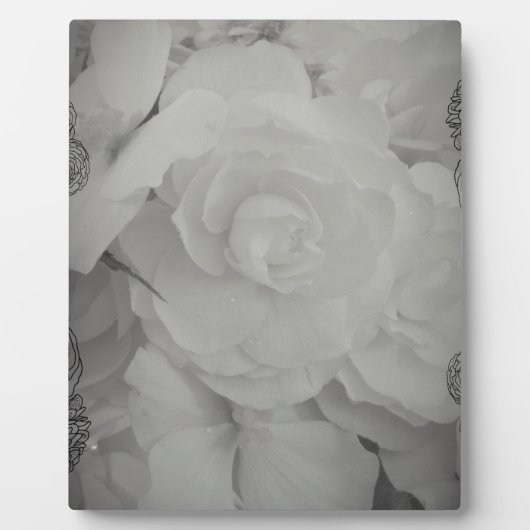 White Begonia Fotoplaat (Voorkant)