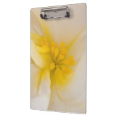 White Begonia Klembord (Links)