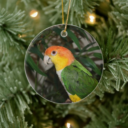 White Bellied Caïque Parrot met Bamboe Tree Keramisch Ornament (Boom)