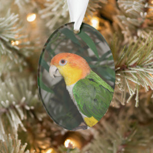 White Bellied Caïque Parrot met Bamboe Tree Ornament