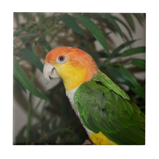 White Bellied Caïque Parrot met Bamboe Tree Tegeltje (Voorkant)
