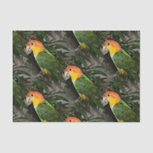 White Bellied Caïque Parrot met Bamboe Tree Tissuepapier (Voorkant)