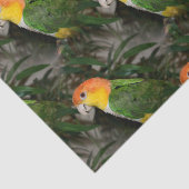 White Bellied Caïque Parrot met Bamboe Tree Tissuepapier (Detail)