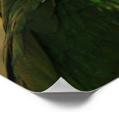 White Bellied Caique Parrot Singing Poster (Hoek)