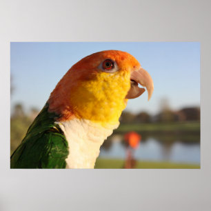 White Bellied Caique Parrot Singing Poster
