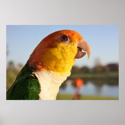 White Bellied Caique Parrot Singing Poster (Voorkant)