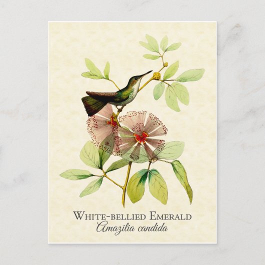 White Bellied Emerald Hummingbird  Art Briefkaart (Voorkant)