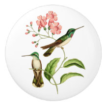White Bellied Mountain Gem Hummingbird