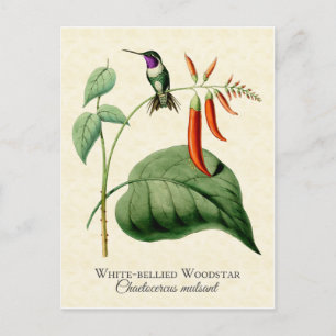 White Bellied Woodstar Hummingbird  Art Briefkaart