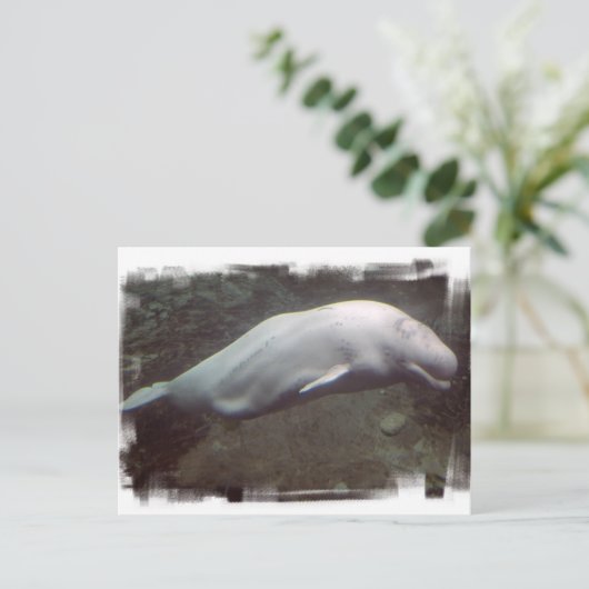 White Beluga Whale Briefkaart (Staand voorkant)
