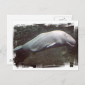 White Beluga Whale Briefkaart (Voorkant / Achterkant)