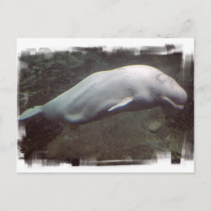 White Beluga Whale Briefkaart