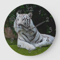 White Bengal Tiger