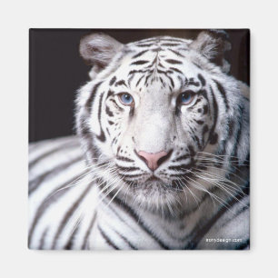 White Bengal Tiger Magnet Magneet