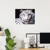 White Bengal Tiger Photography Poster (Thuiskantoor)