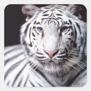 White Bengal Tiger Photography Vierkante Sticker