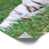 White Bengal Tiger Poster (Hoek)