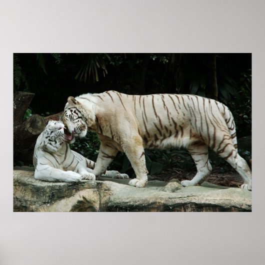 White Bengal Tiger poster (Voorkant)