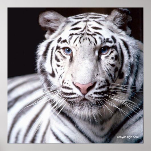White Bengal Tiger Poster (Voorkant)