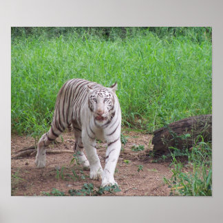 White Bengal Tiger Poster