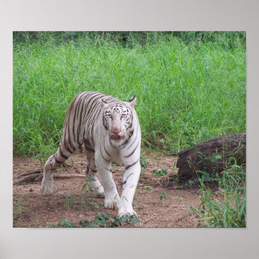 White Bengal Tiger Poster (Voorkant)