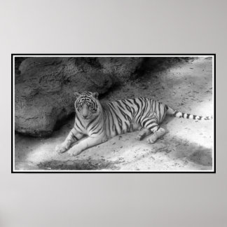White Bengal Tiger Print in zwart-wit