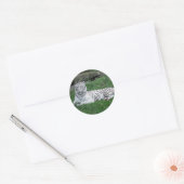 White Bengal Tiger Ronde Sticker (Envelop)