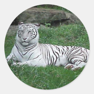 White Bengal Tiger Ronde Sticker