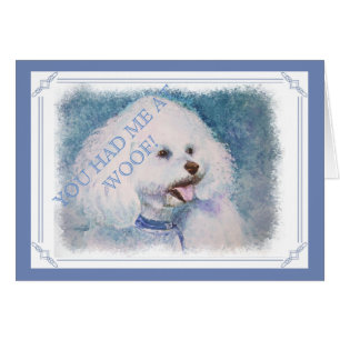 WHITE BICHON FRISE