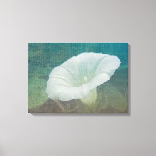 White Bindweed - Wild Perennial Morning Glory Canvas Afdruk (Voorkant)