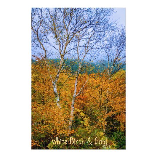 White Birch & Gold Foto Afdruk (Voorkant)