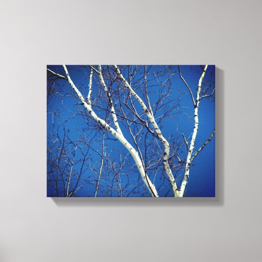 White Birch Tree against Blue Sky Natuur Canvas Afdruk (Voorkant)