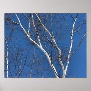 White Birch Tree against Blue Sky Natuur Poster