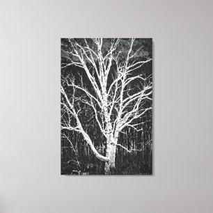 White Birch Tree in Winter Black en White Photo Canvas Afdruk