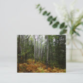White Birch Trees and Herfst Ferns in Rocky Mounta (Staand voorkant)