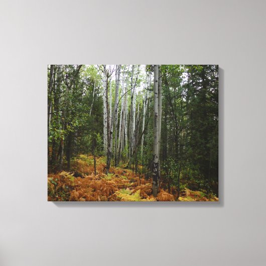 White Birch Trees and Herfst Ferns in Rocky Mounta Canvas Afdruk (Voorkant)
