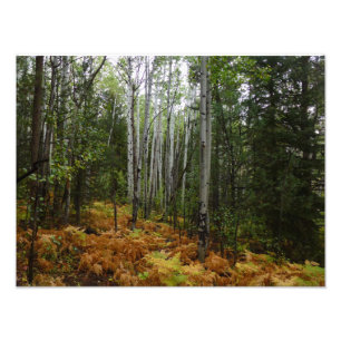 White Birch Trees and Herfst Ferns in Rocky Mounta Foto Afdruk