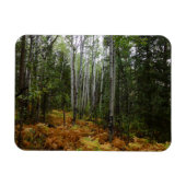 White Birch Trees and Herfst Ferns in Rocky Mounta Magneet (Horizontaal)