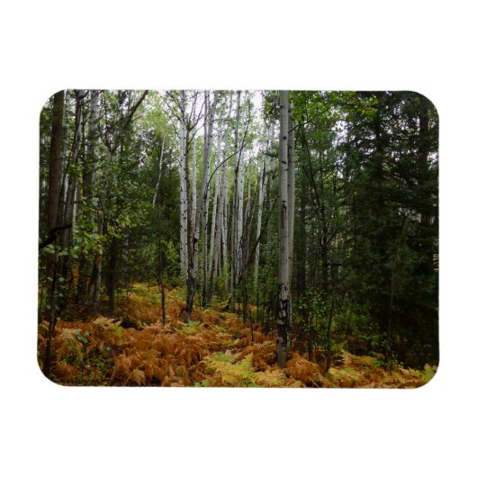 White Birch Trees and Herfst Ferns in Rocky Mounta Magneet (Horizontaal)