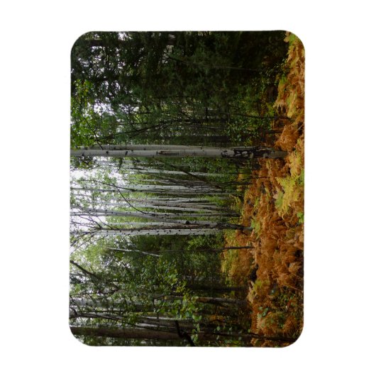White Birch Trees and Herfst Ferns in Rocky Mounta Magneet (Verticaal)
