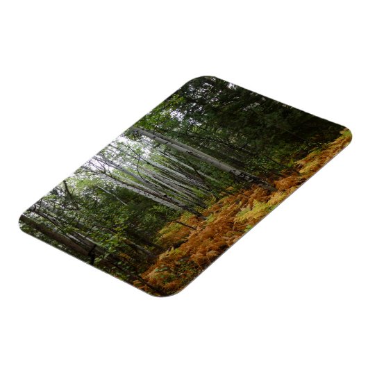 White Birch Trees and Herfst Ferns in Rocky Mounta Magneet (Linkerzijde)