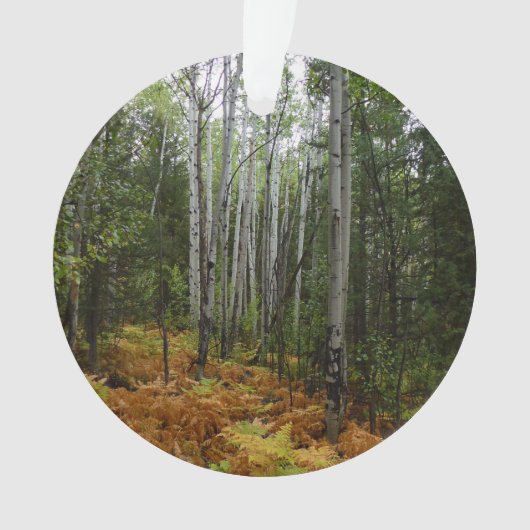 White Birch Trees and Herfst Ferns in Rocky Mounta Ornament (voorkant)