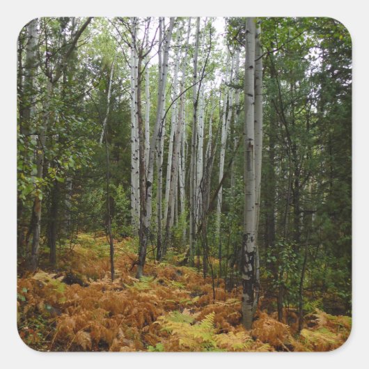 White Birch Trees and Herfst Ferns in Rocky Mounta Vierkante Sticker (Voorkant)
