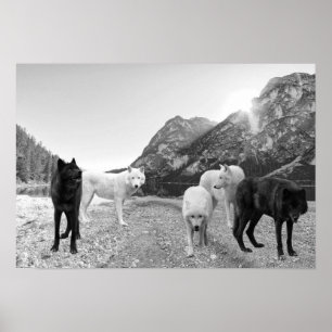 White Black Wolf Landschap Poster