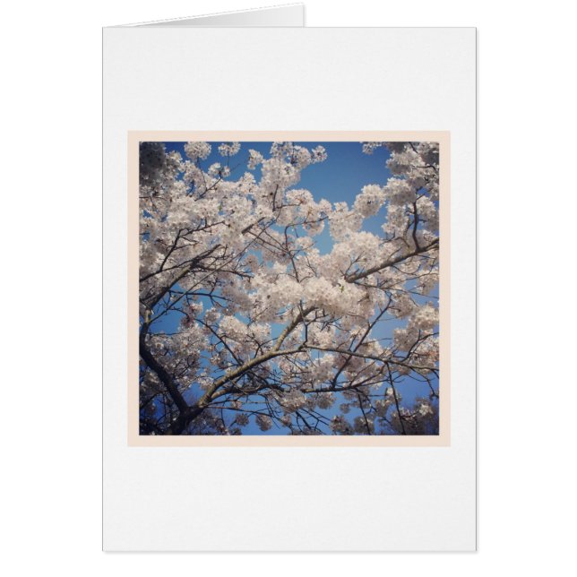 White Blossom (Voorkant)