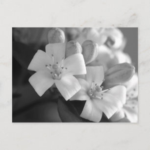 White Blossom Briefkaart