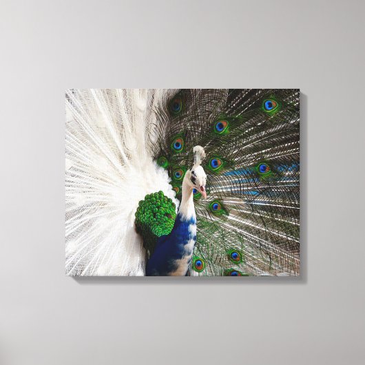 White Blue Peacock Canvas Afdruk (Voorkant)