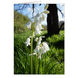 White Bluebells Blank Note Card