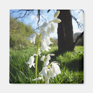 White Bluebells Magnet Magneet