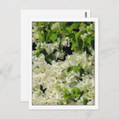 White Bougainvillea Briefkaart (Voorkant / Achterkant)